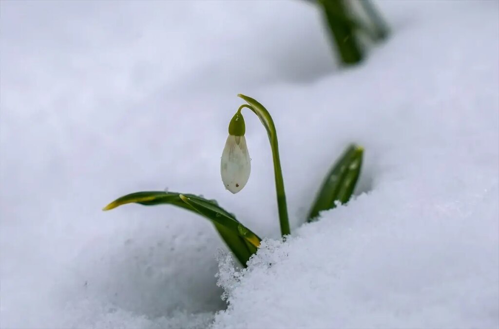 Kuzey Marmara’da Kar Yağışı: Sakarya, Kocaeli ve Karabük Beyaz Örtüyle Kaplandı