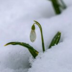 Kuzey Marmara’da Kar Yağışı: Sakarya, Kocaeli ve Karabük Beyaz Örtüyle Kaplandı