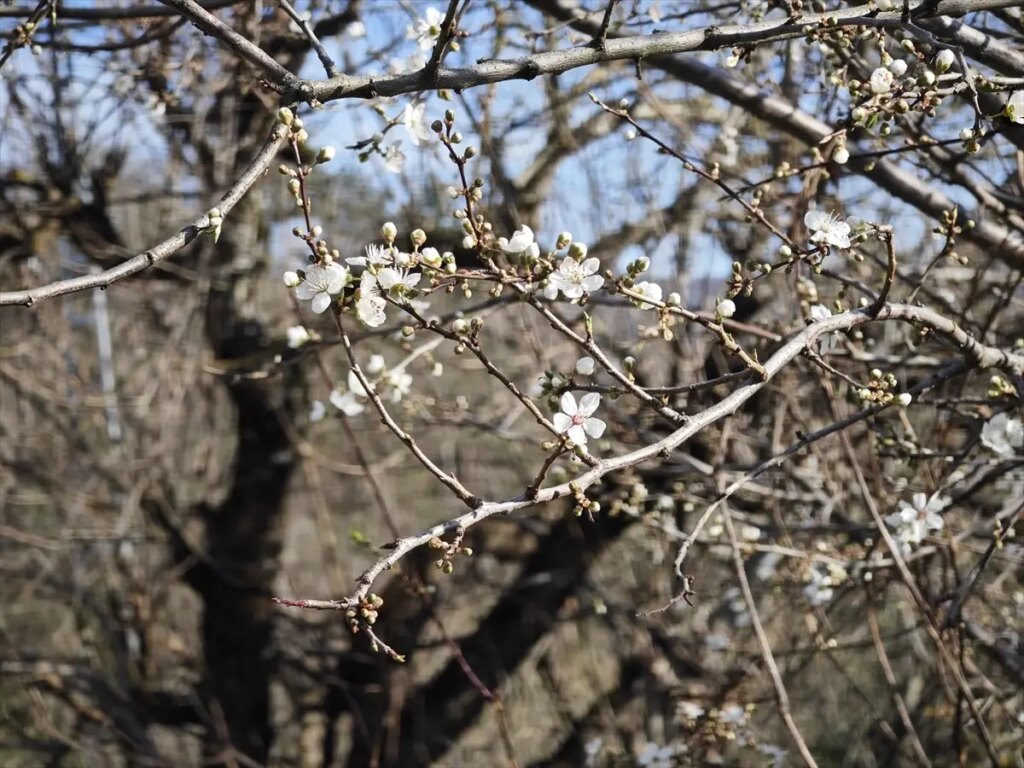 Samsun’da Şubat Ayında Erik Ağaçları Çiçek Açtı!