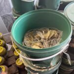 Şanlıurfa’da 20 Ton Bozulmuş Turşu Ele Geçirildi!