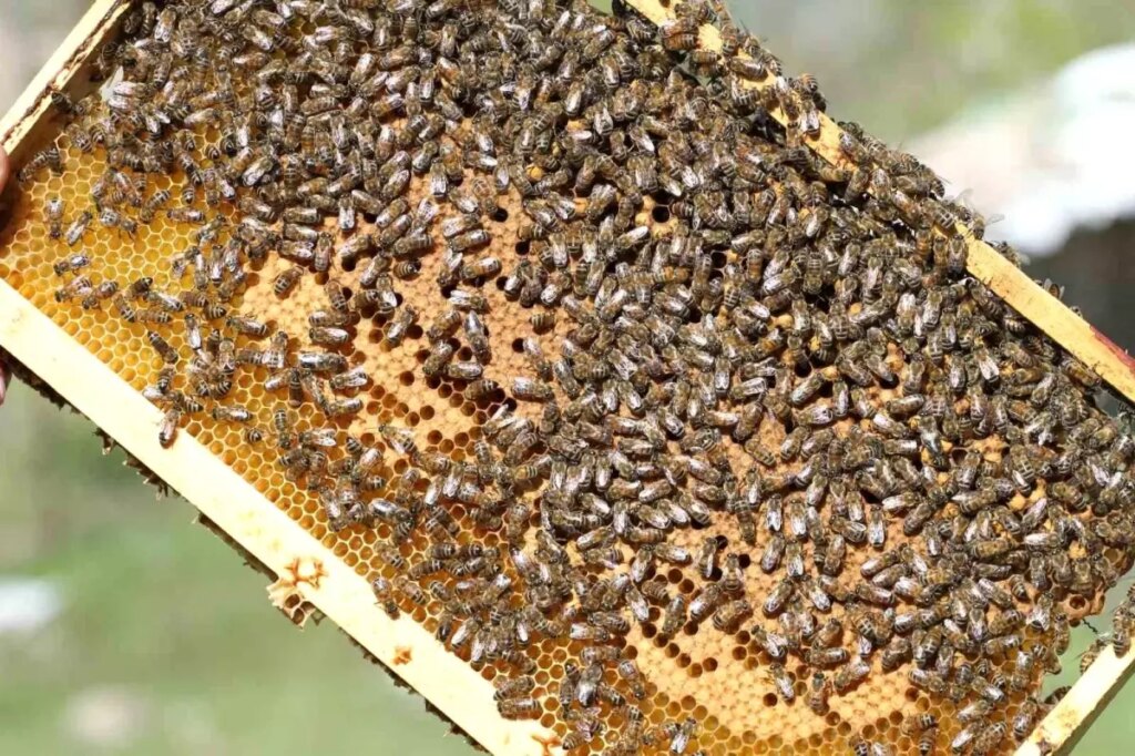 Siirt Bal Üretiminde Türkiye’de 5. Sıraya Yükseldi