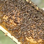 Siirt Bal Üretiminde Türkiye’de 5. Sıraya Yükseldi