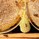 Sivas, 2024 Yılı Bal Üretiminde Dikkat Çeken İl Oldu!