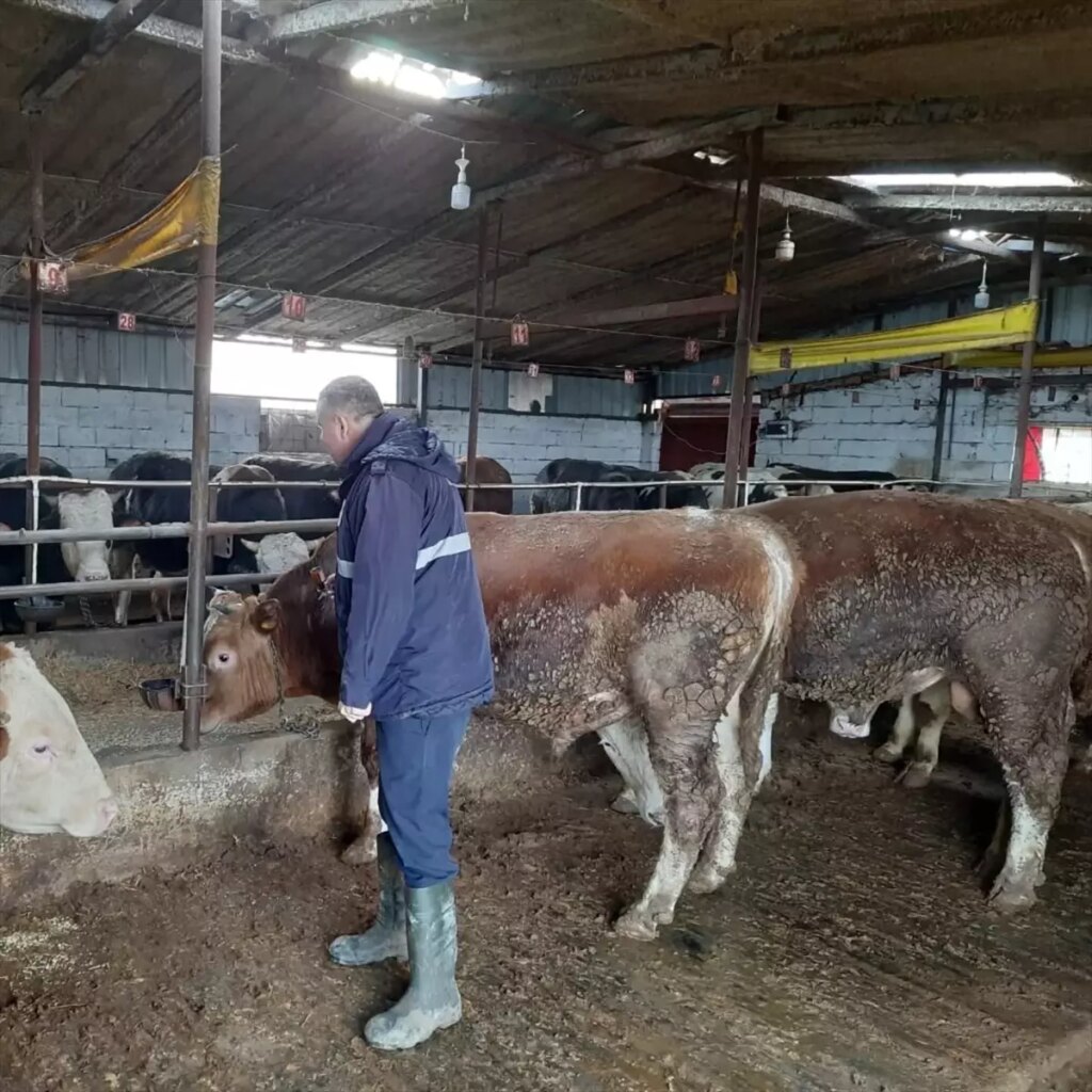 Tekirdağ’da Şap Hastalığıyla Mücadele Başladı!