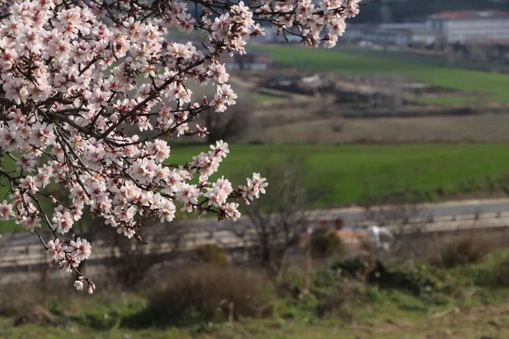 Tekirdağ’da Badem Ağaçları Yalancı Bahara Aldandı!