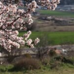 Tekirdağ’da Badem Ağaçları Yalancı Bahara Aldandı!