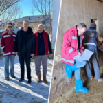 Van’da Bruselloz Survey Programı Devam Ediyor