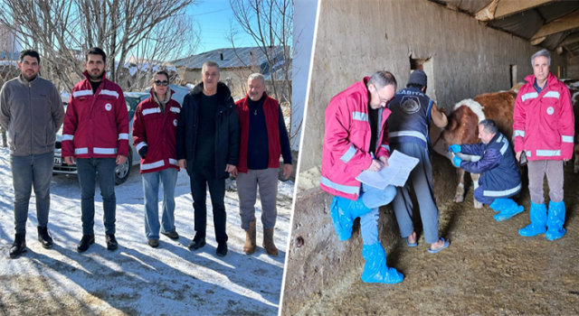 Van’da Bruselloz Survey Programı Devam Ediyor