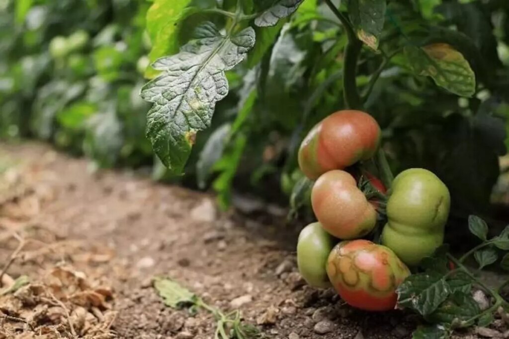 Virüslü Domates Alarmı! Tarımı Bitiriyor ve İnsan Sağlığına Zararlı