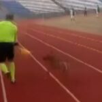 Yan hakem sahaya giren köpeği çıkardı!
