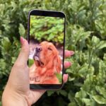 Tüm iPhone 17 Modelleri Samsung M14 OLED Panelleri Alacak