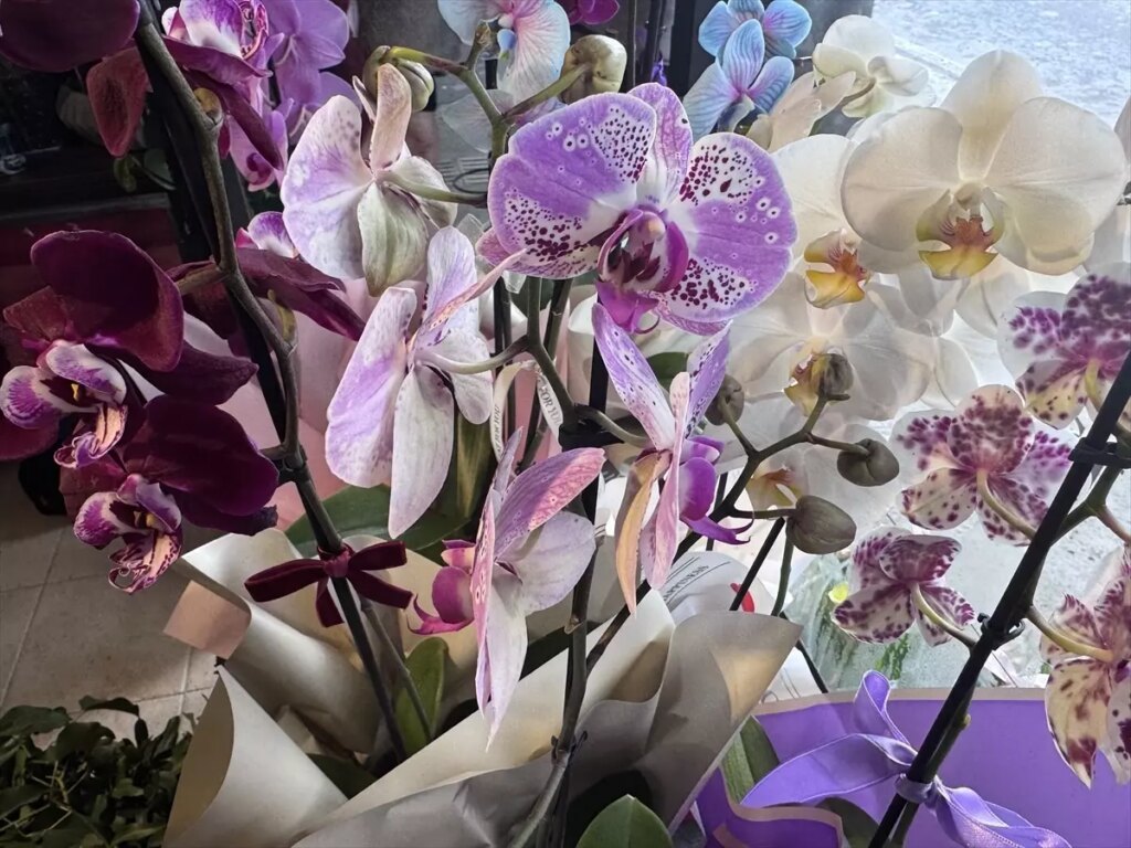 Yalova’da Üretilen Binbir Çeşit Çiçekler Türkiye’yi Sallıyor!