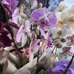 Yalova’da Üretilen Binbir Çeşit Çiçekler Türkiye’yi Sallıyor!