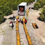 Mandalina Hasadında Fiyatlar Düşüşte