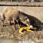 Veteriner Hekimden İlginç Müdahale: Koyun Doğumu Kurtarıldı