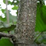 Virgül Kabuklu Biti: Zararlılarla Mücadele Yöntemleri