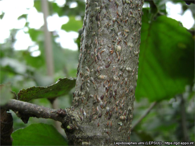 Virgül Kabuklu Biti: Zararlılarla Mücadele Yöntemleri