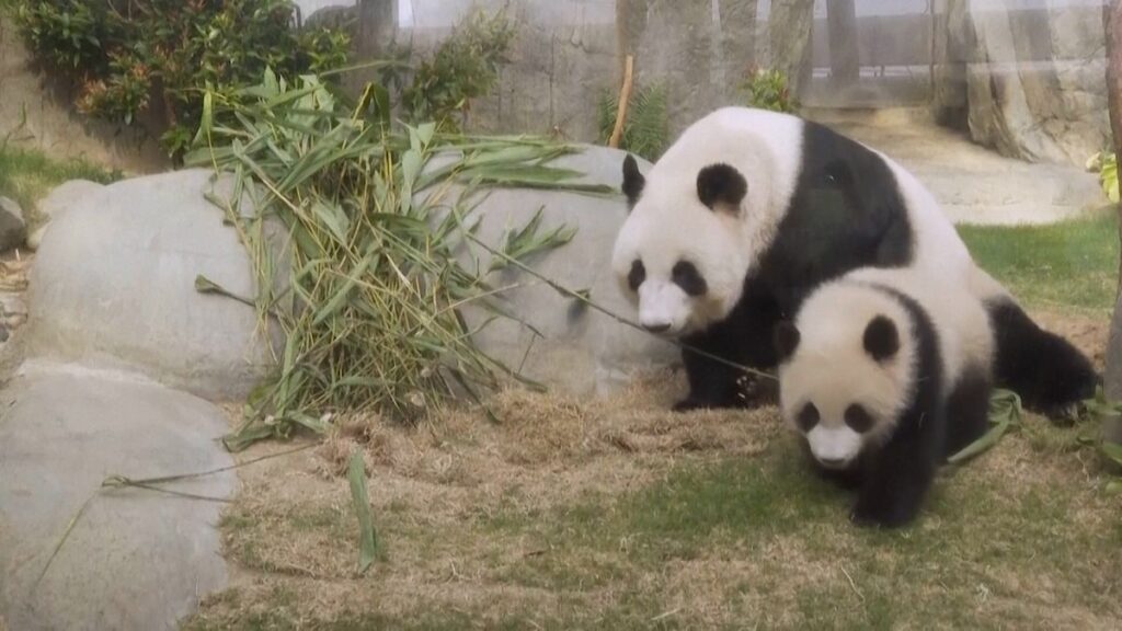 Panda Ying Ying ve Yavrularıyla Buluşuyor!