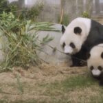 Panda Ying Ying ve Yavrularıyla Buluşuyor!
