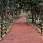 “Belgrad Ormanı’nda Kaybolan Ece Gürel’in Ölümü Üzdü”