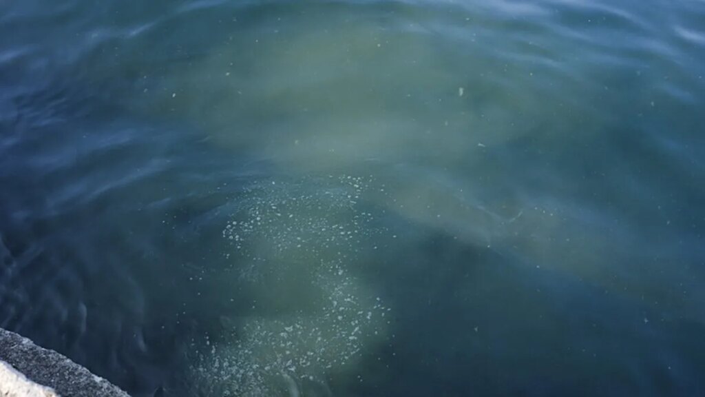 İstanbul’da Kanalizasyon Skandalı: Balıklar Ölüyor