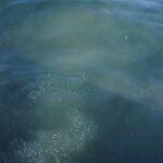 İstanbul’da Kanalizasyon Skandalı: Balıklar Ölüyor