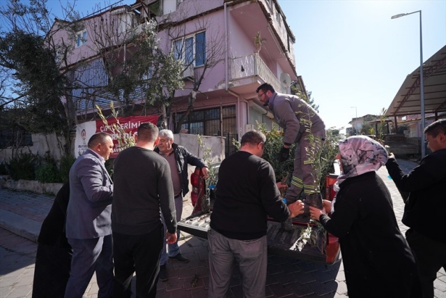 Denizli’de Ücretsiz Zeytin Fidanı Dağıtımı Başladı!