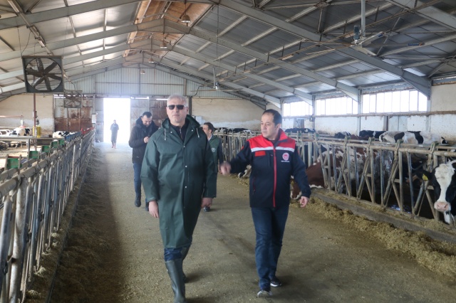 Erzincan’da Büyükbaş Hayvancılık İşletmeleri Ara Hastalıktan Ari İşletme Belgesi İçin Çalışıyor