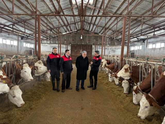 Muş’ta Hayvan Sağlığı İçin Aşılama Çalışmaları Başladı