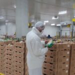 Bolu’dan AB’ye Kanatlı Eti İhracatı Başladı!