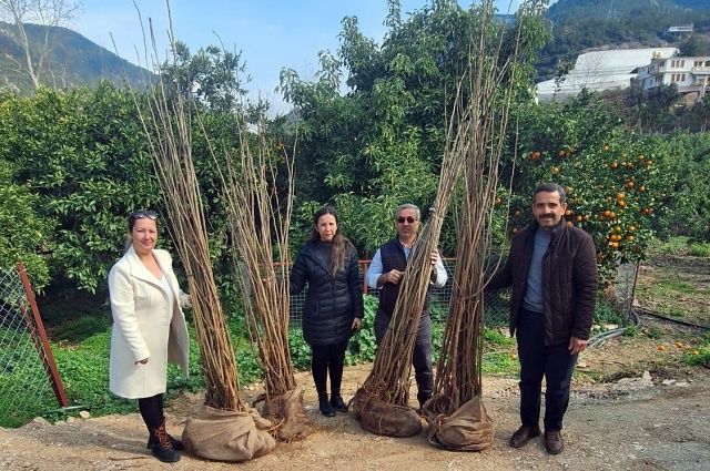 Alanya’da İpek Böcekçiliği Canlanıyor!