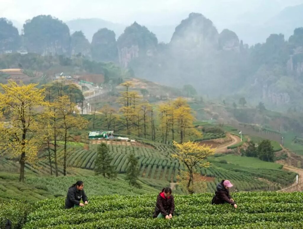 Çin’de Baharın Gelişiyle Çay Hasadı Başladı