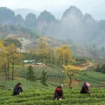 Çin’de Baharın Gelişiyle Çay Hasadı Başladı