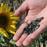 Çanakkale’de Ayçiçeği Üreticilerine %75 Hibe Desteği!