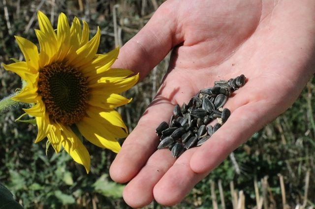 Çanakkale’de Ayçiçeği Üreticilerine %75 Hibe Desteği!