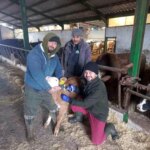 Beyşehir’de Şap Aşısı Kampanyası Devam Ediyor