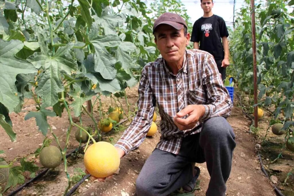 Olmaz dediler, 2 ton hasat yapıp şaşırttı!