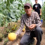 Olmaz dediler, 2 ton hasat yapıp şaşırttı!