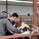 Dazkırı’da Büyükbaş Hayvanlara Aşı Çalışmaları Başladı