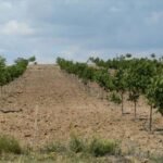 Hakkâri’de Ceviz Yetiştiriciliği İçin %70 Hibe Desteği!