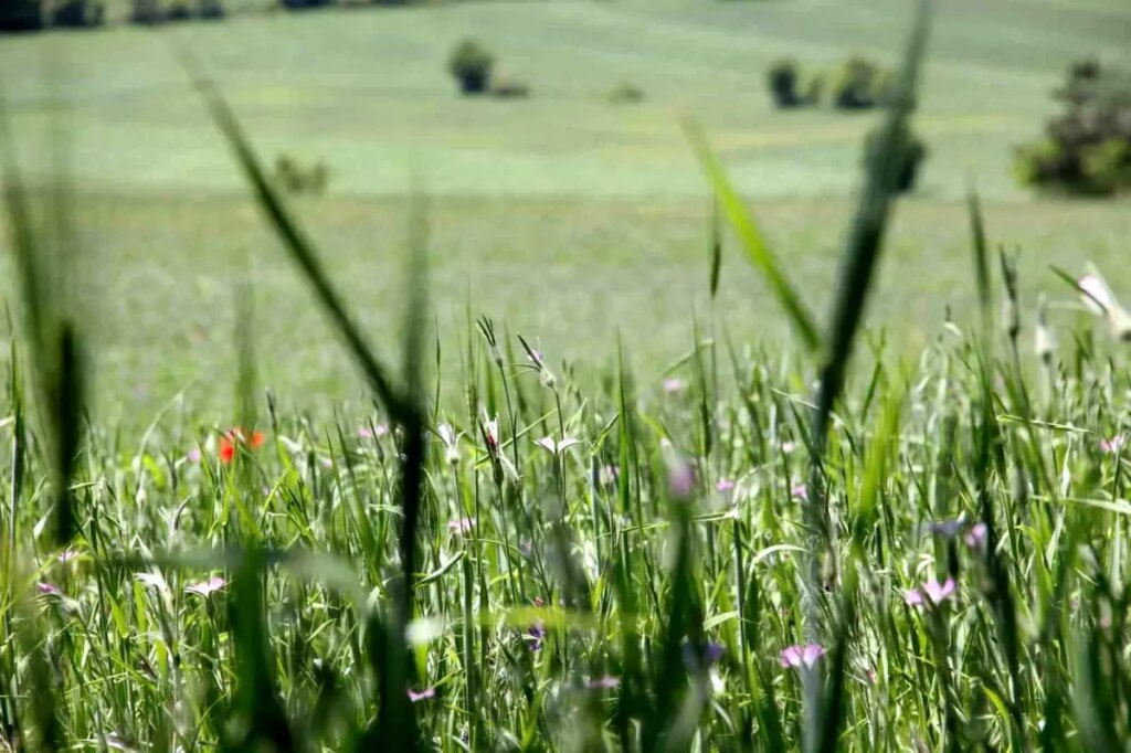 ÇKS Ürün Güncellemesi İçin Son Tarihler!