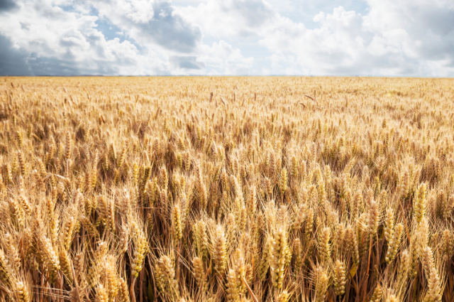 Çiftçilere Müjde: 2.7 Milyar Liralık Destek Hesaplarda