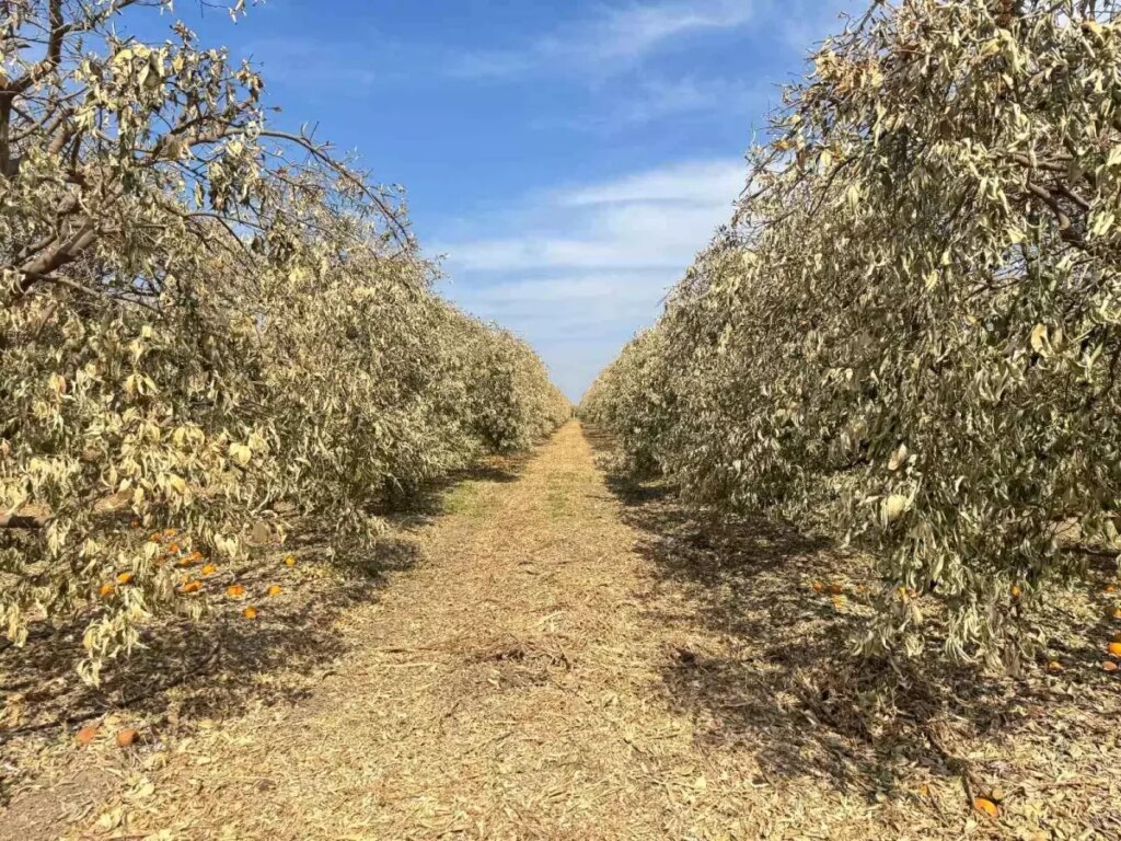 Zirai Don Felaketi Yüreğir’de Tarımsal Üretime Büyük Zarar Verdi