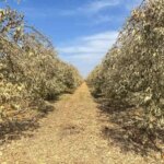 Zirai Don Felaketi Yüreğir’de Tarımsal Üretime Büyük Zarar Verdi