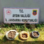 Didim’de 10 Kilo Salep Toplayan Şüpheliler Yakalandı