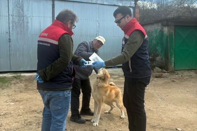 Edirne’de Hayvanlara Çip ve Kuduz Aşısı Uygulaması!