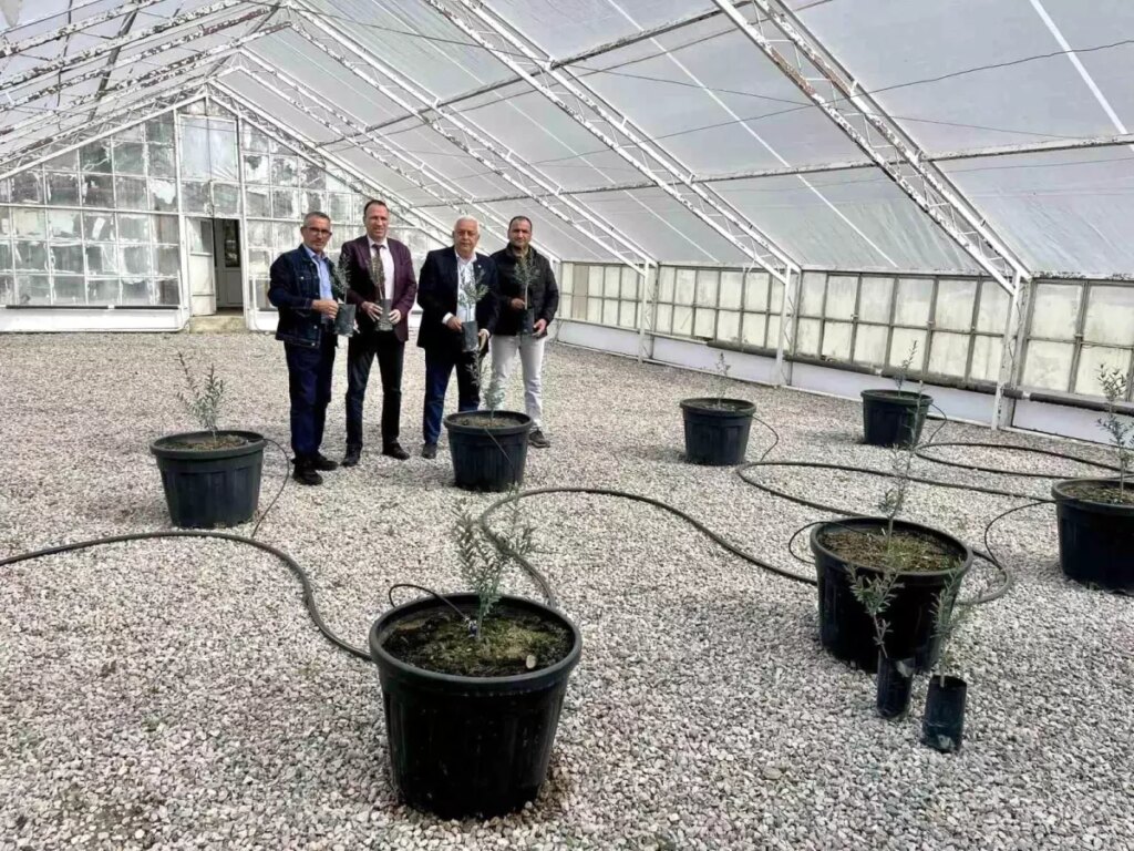 Edremit Ziraat Odası Başkanı: Yeni Zeytin Çeşidi Tescillendi!