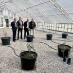 Edremit Ziraat Odası Başkanı: Yeni Zeytin Çeşidi Tescillendi!