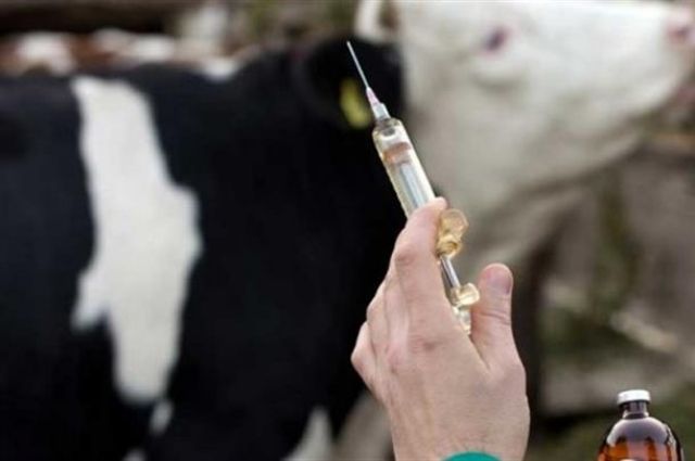 Elazığ’da Şap Salgını Kontrol Altında