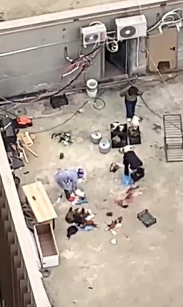 Esenyurt’ta çatıda tavuk kesimi skandalı!